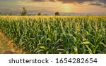 Green Corn Field In...