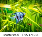 Zebra Angelfish In Tank Fish...