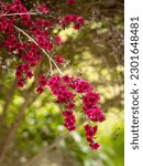 Small photo of selective focus of Manuka flowers (Leptospermum scoparium) with blurred background - also called manuka myrtle, New Zealand teatree, broom tea-tree, or tea tree