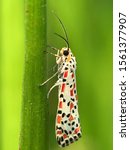 Small photo of Utetheisa pulchella (Linnaeus, 1758), common name crimson-speckled flunkey or crimson-speckled moth, is a moth of the family Erebidae