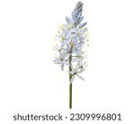 Camassia scilloides (Wild Hyacinth) Native North American Prairie Wildflower Isolated on White