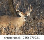 Small photo of White-tailed Deer (Odocoileus virginianus) Male Buck with Antlers