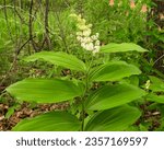 Small photo of Maianthemum racemosum (False Solomon's Seal) Native North American Woodland Plant