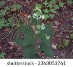 Small photo of Ageratina altissima (White Snakeroot) Native North American Woodland Wildflowers