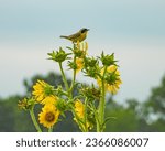 Common Yellowthroat (Geothlypis trichas) North American Warbler Bird