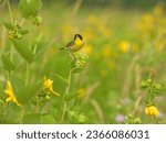 Common Yellowthroat (Geothlypis trichas) North American Warbler Bird