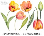 Spring Flowers. Yellow Tulips...