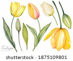 Yellow Tulips On White...