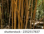 Small photo of Bamboo forest. Palermo Botanical Garden. Bamboo house. Texture and background of bamboo plant details. Young, fresh green bamboo. Wide yellow bambo.