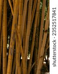 Small photo of Bamboo forest. Palermo Botanical Garden. Bamboo house. Texture and background of bamboo plant details. Young, fresh green bamboo. Wide yellow bambo.