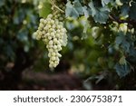 Large bunch of white grapes hanging and ready to harvest; vineyard for wine production
