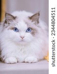 Small photo of The Ragdoll is a breed of cat with a distinct colorpoint coat and blue eyes. Its morphology is large and weighty, and it has a semi-long and silky soft coat.