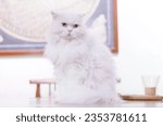 Small photo of The Persian kitty has some distinct features, including a round head with a short face and snub nose.