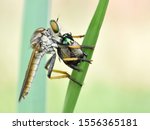 Robber Fly   Asilidae   Are A...
