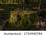 Dry Old  Mossy Tree Stump In...