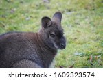 Small photo of red necked wallaby looking out at the world