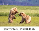 Small photo of Young coastal brown bear cubs sparring in meadow on Hallo Bay in Kattmai National Park, Alaska.