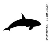 swimming killer whale  orcinus...