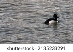 Small photo of A male ring-necked duck swimming in Fain Lake in Prescott Valley, Arizona