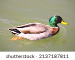 Small photo of Profile view of a male mallard duck swimming in Fain Lake in Prescott Valley, Arizona