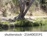 Small photo of A tree along the shoreline of Fain Lake in Prescott Valley, Arizona