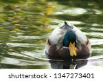 Mallard Duck Swimming In Dreamy ...