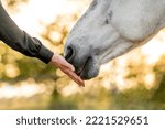 Small photo of The beautiful bond and connection or friendship between a horse and a human hand and nose touch photograph