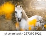 Small photo of beautiful little cute white welsh mountain pony portrait with yellow flowers
