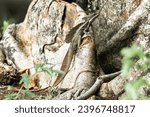 Small photo of Plumed Basilisk lizard in Costa Rica dragon