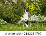 Chihuahua dog posing sitting on its hind legs on the lawn