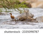 Small photo of The torrent duck (Merganetta armata) is a member of the duck, goose and swan family Anatidae.