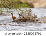 The torrent duck (Merganetta armata) is a member of the duck, goose and swan family Anatidae.