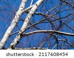 Spring Bare Birch Tree With...