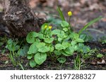 Small photo of Yellow Lesser celandine flowers with green leaves in spring forest. Vibrant greenery foliage with blurred background