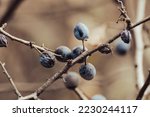 Blackthorn blue berries on prickly bush branches in autumn forest with blurred background. Natural macro foliage