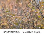 Blackthorn dark blue berries on prickly bush branches in autumn forest with blurred background. Sunshine light natural close-up foliage