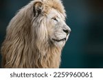 White lion portrait, looking right close-up with blurred background. Wild animals, big cat profile
