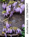 Blossoming Wisteria Tree...