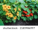 Blooming Nasturtium Plants With ...
