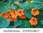 Nasturtium Plant With Orange...