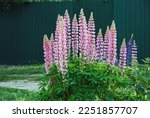 Lupine Plant Blooming With Pink ...