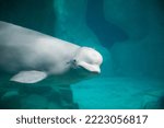 White beluga whale. high...