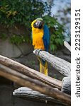 Blue And Yellow Macaw In Front ....