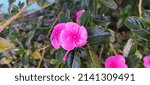 Small photo of catharanthus roseus known as bright eyes from Brazilia Brazil