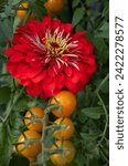 Small photo of Companion planting giant red Benary zinnia with sungold cherry tomatoes are a perfect combination. Zinnias deter tomato worms. They attract predatory wasps and hover flies.