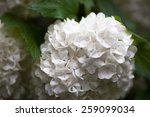 Close Up Of The Guelder Rose...