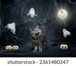 Small photo of Halloween cat. Scottish angry cat growls on a dark gray background with cobwebs, pumpkin jack, ghosts and glowing moon. Halloween pets.