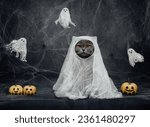 Halloween cat in a ghost...