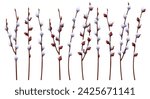 Set of pussy willow branches on an isolated background. Vector illustration for the design of cards, posters, flyers for Easter. Spring time.