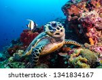 Underwater Photography Thailand